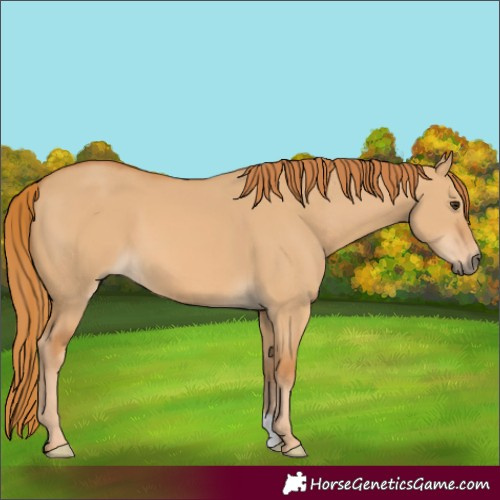 Horse Color:Red Dun 