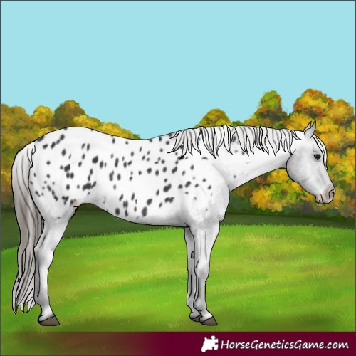 Horse Color:Black Appaloosa Rabicano 