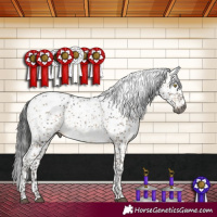 Horse Color:Gray Brown Dun Sabino Appaloosa Brindle 