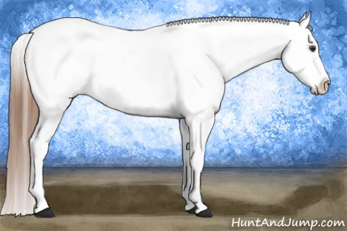Horse Color:Chestnut Appaloosa 