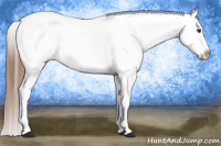 Horse Color:Chestnut Appaloosa 