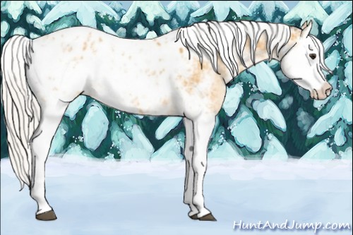 Horse Color:Silver Buckskin Sabino Splash Appaloosa 