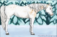 Horse Color:Silver Buckskin Sabino Splash Appaloosa 