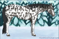 Horse Color:White Spotted Black Sabino Appaloosa