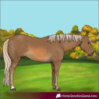 Horse Color:Chocolate Palomino 