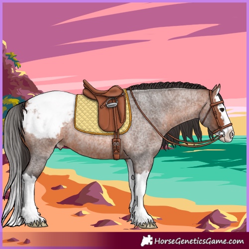 Horse Color:Bay Roan Splash Appaloosa 
