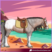 Horse Color:Bay Roan Splash Appaloosa