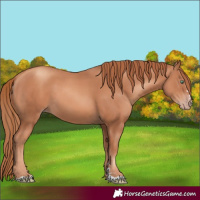 Horse Color:Gold Champagne
