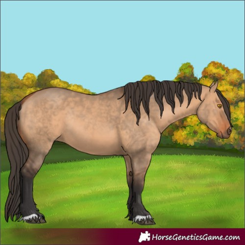 Horse Color:Bay Dun Rabicano 