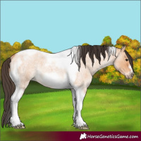 Horse Color:Bay Roan Dun Tobiano Frame Rabicano