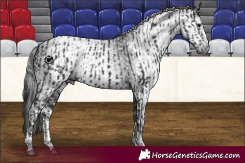 Horse Color:Black Sabino Tobiano and Gray Black Sabino
