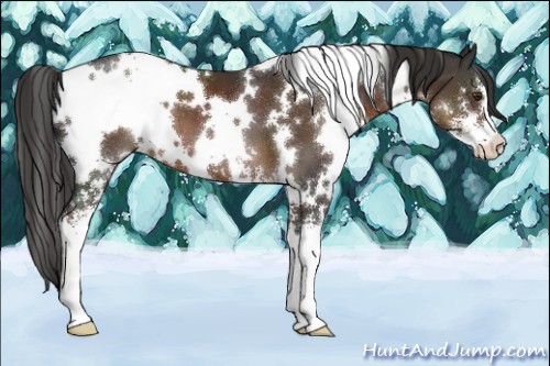 Horse Color:White Spotted Liver Chestnut Sabino 