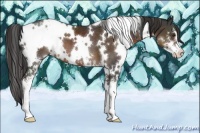Horse Color:White Spotted Liver Chestnut Sabino 