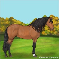Horse Color:Bay 