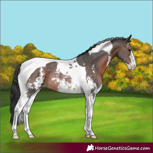 Horse Color:Bay Sabino Tobiano Rabicano 