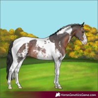 Horse Color:Bay Sabino Tobiano Rabicano 
