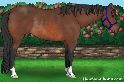 Horse Color:Bay Rabicano 