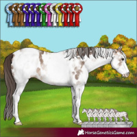 Horse Color:White Spotted Brown Dun Sabino Appaloosa 