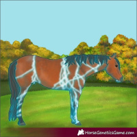 Horse Color:Thunderstruck Bay 