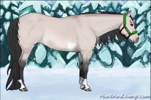 Horse Color:Platinum Bay Dun Tobiano 