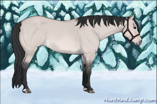 Horse Color:Platinum Bay Dun 