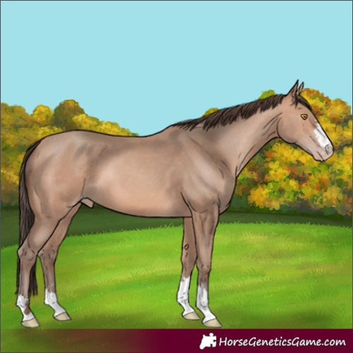 Horse Color:Amber Champagne