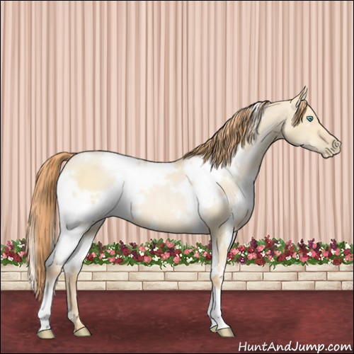 Horse Color:White Spotted Buckskin Pearl Dun 