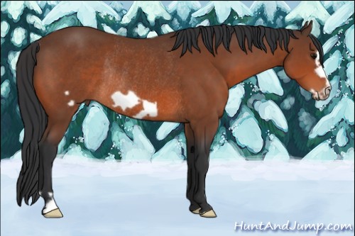 Horse Color:Bay Frame Rabicano