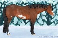 Horse Color:Bay Frame Rabicano