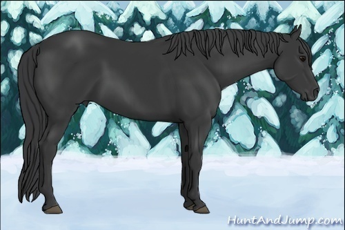 Horse Color:Black 