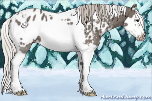 Horse Color:White Spotted Silver Black Splash Frame Appaloosa 