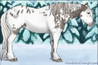 Horse Color:White Spotted Silver Black Splash Frame Appaloosa 