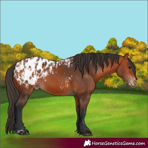 Horse Color:Bay Appaloosa and Bay Appaloosa