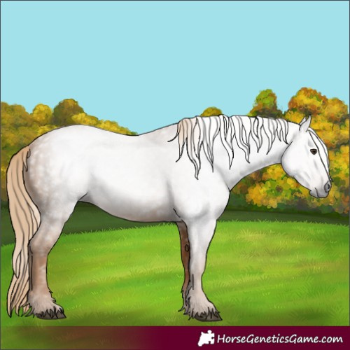 Horse Color:Gray Chestnut 