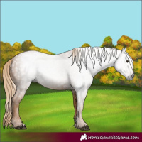 Horse Color:Gray Chestnut 