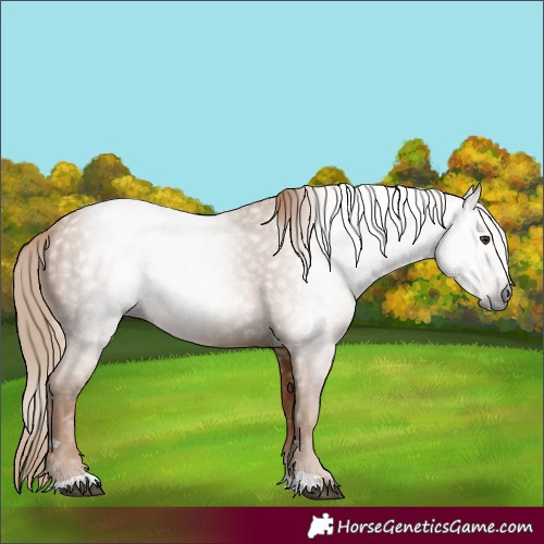 Horse Color:Gray Chestnut 