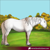 Horse Color:Gray Chestnut 