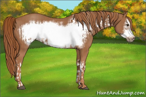 Horse Color:Chestnut Splash Frame  and Chestnut Frame 