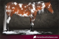 Horse Color:White Spotted Brown 