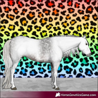 Horse Color:Gray White Spotted Silver Brown