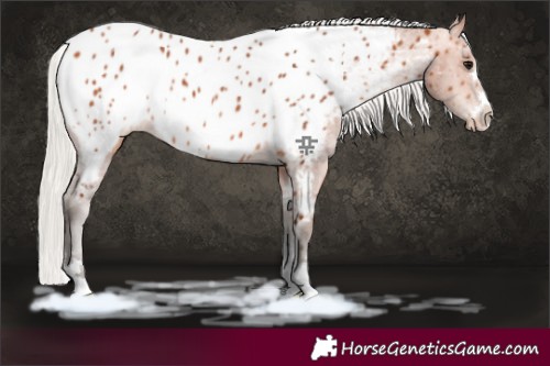 Horse Color:Silver Bay Near Leopard 