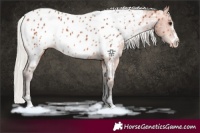 Horse Color:Silver Bay Near Leopard 