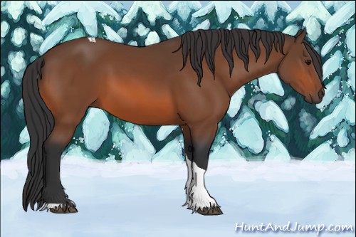 Horse Color:Bay Tobiano Rabicano 