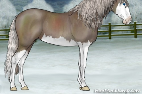 Horse Color:Silver Blue Roan Splash