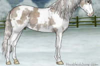 Horse Color:White Spotted Silver Blue Roan Splash 