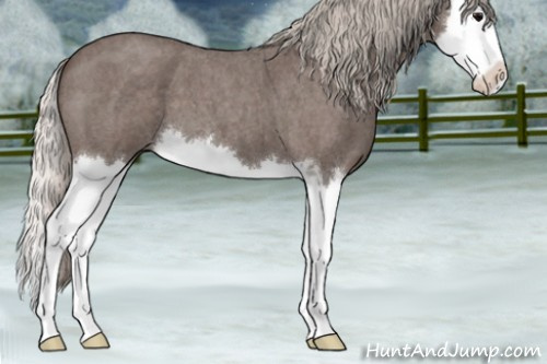 Horse Color:Silver Blue Roan Sabino Splash