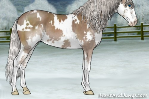 Horse Color:White Spotted Silver Blue Roan Splash