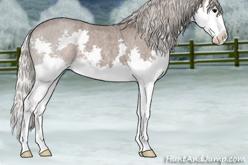 Horse Color:Silver Blue Roan Splash 