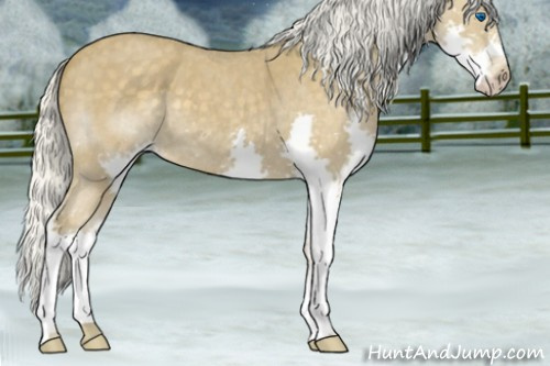 Horse Color:Silver Smoky Blue Roan Splash