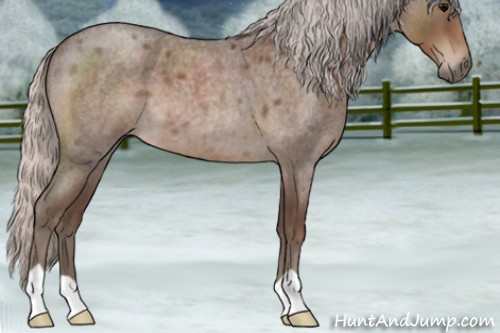 Horse Color:Silver Blue Roan 